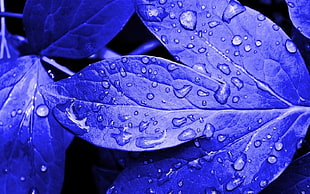 blue leaves with water drops macro photrography HD wallpaper